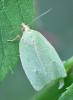 Tortrix viridana